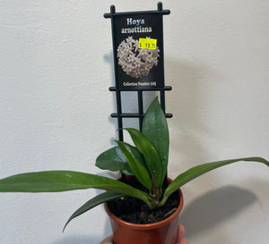 Hoya arnottiana in 10cm pot
