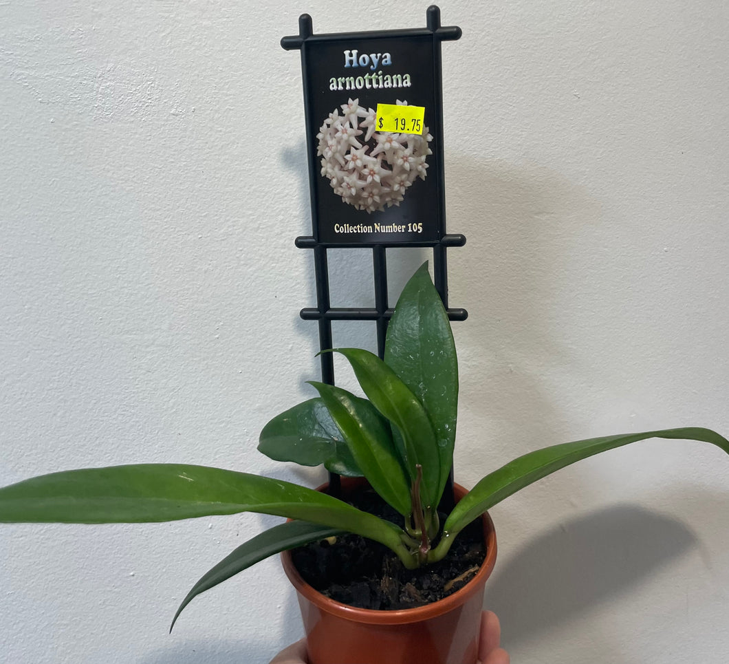 Hoya arnottiana in 10cm pot