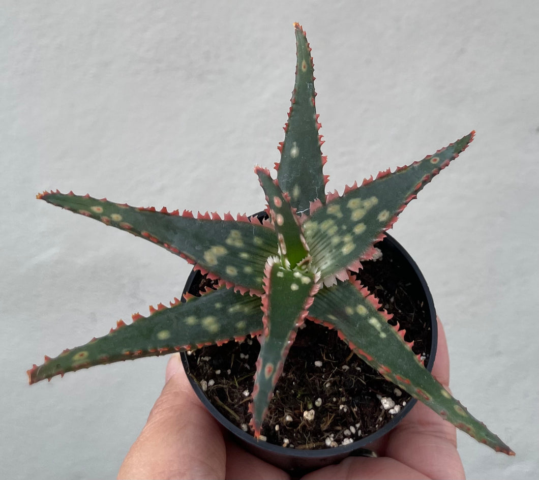 Aloe in 7cm pot