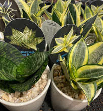 Load image into Gallery viewer, Sansevieria Hybrid in 8cm ceramic or cement pots
