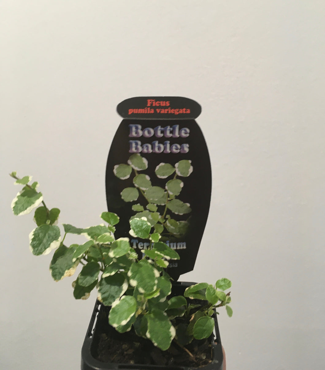 Ficus pumila variegata in 7cm pot