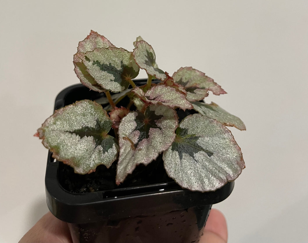 Begonia Rex ‘Indian Summer’ in 7cm pot