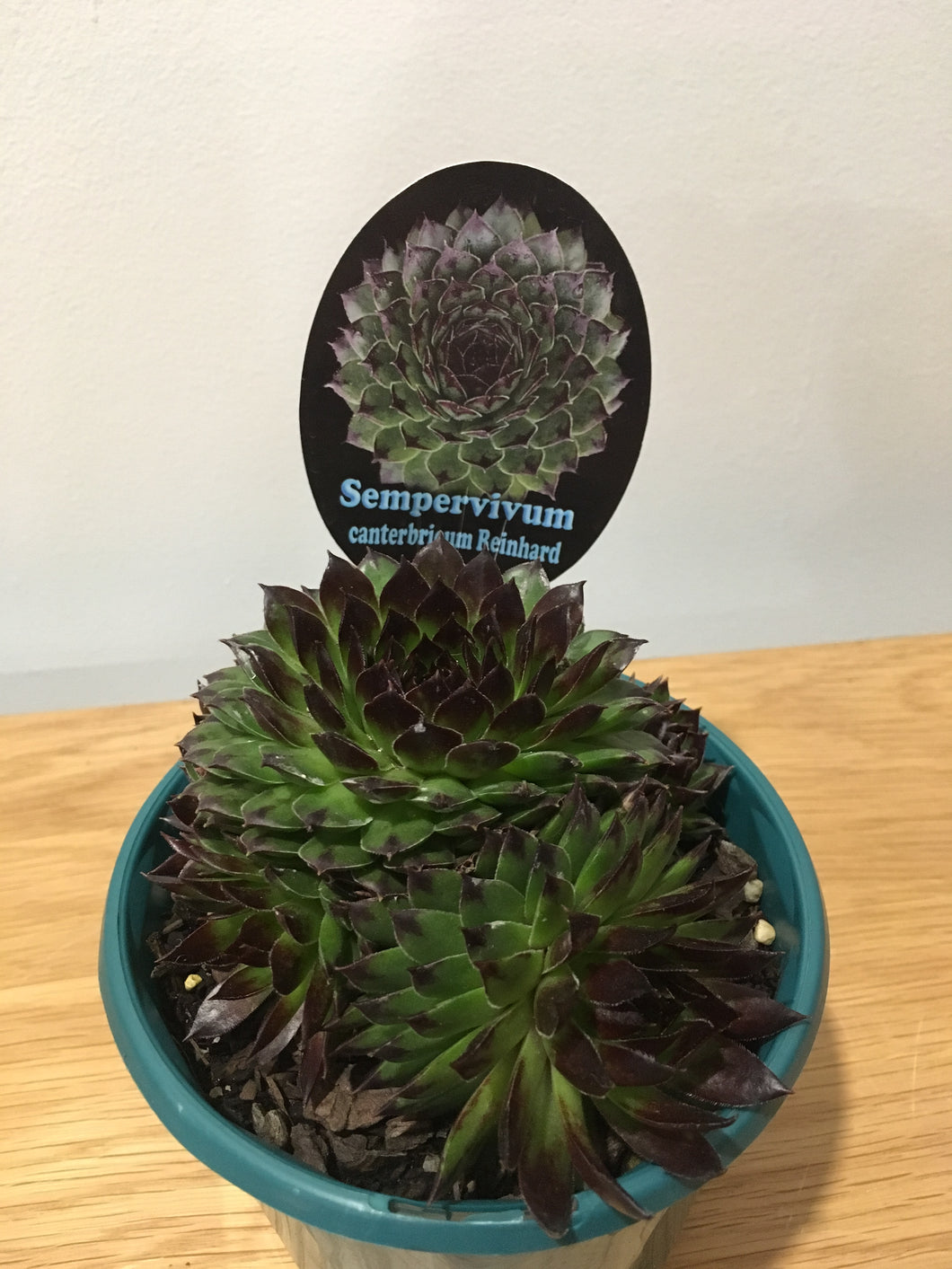 Sempervivum canterbricum Reinhard in 13cm pot