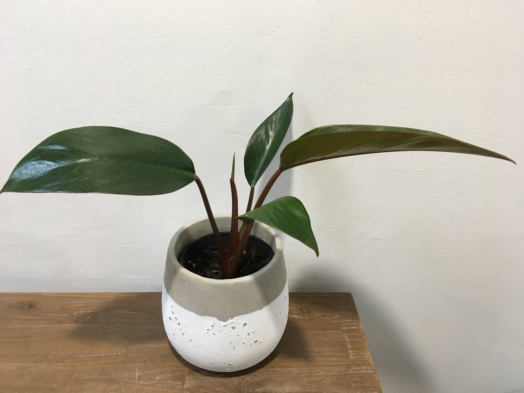 Philodendron Rojo Congo in 14cm nursery pot