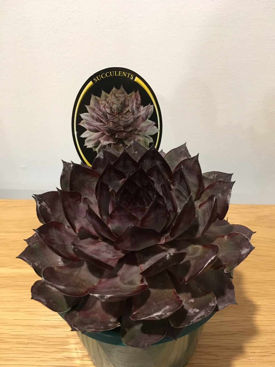 Lavender Doll Sempervivum cultivar in 13cm pot