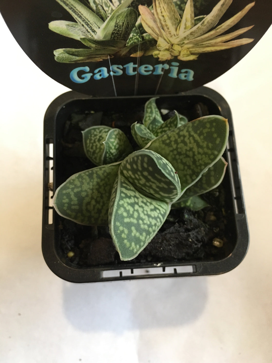 Gasteria in 7cm pot