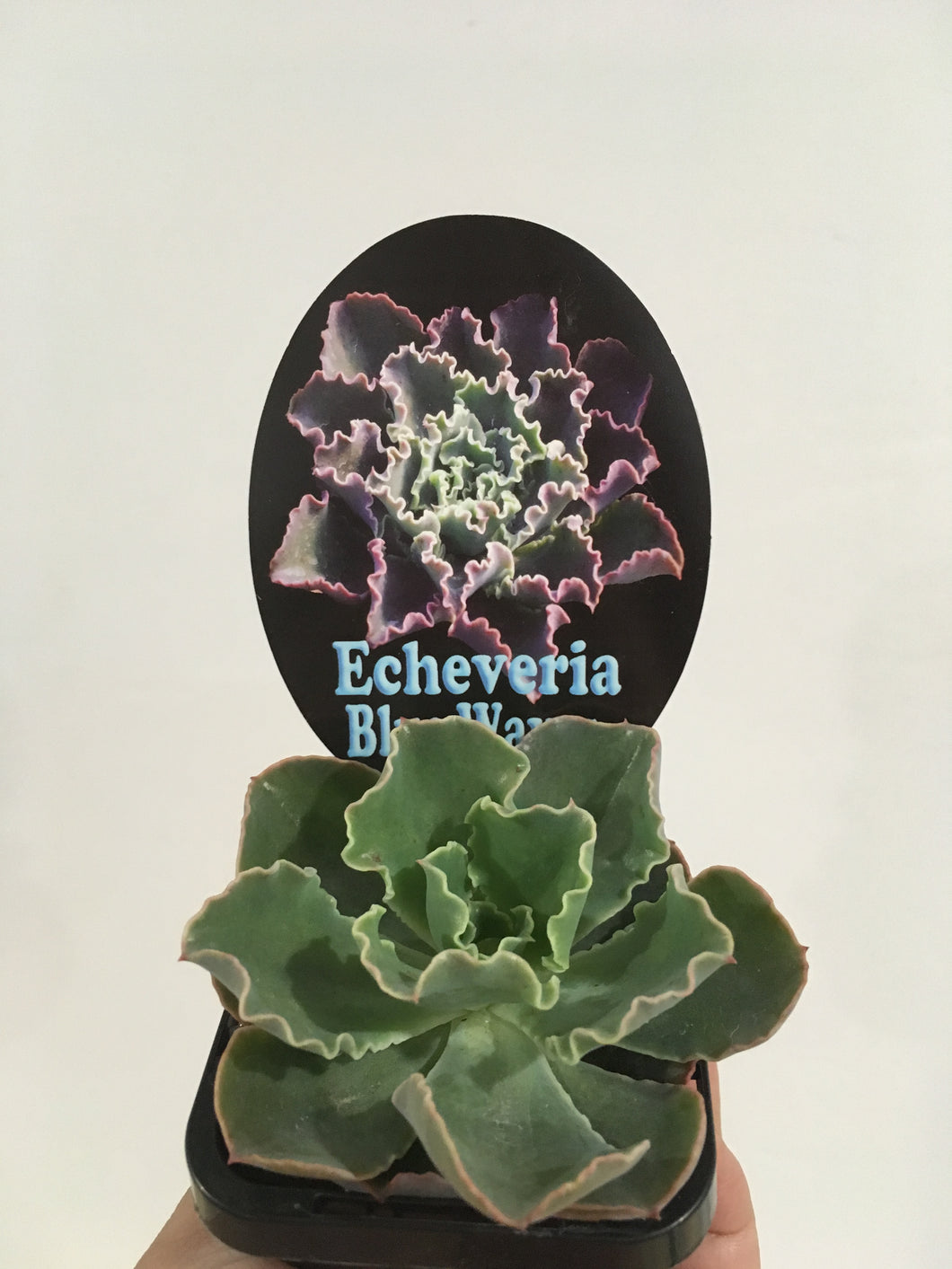Echeveria Blue Waves in 7cm pot