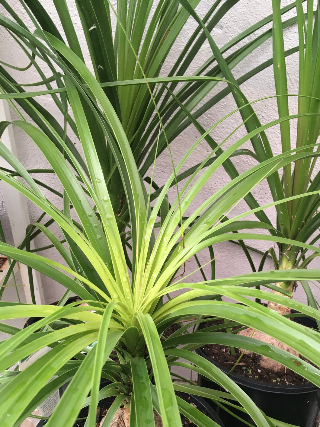 Ponytail palm in 20cm pot