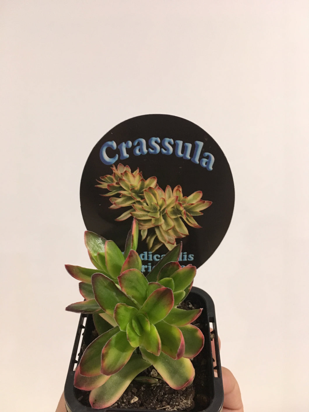Crassula nudicaulis variegata in 7cm pot