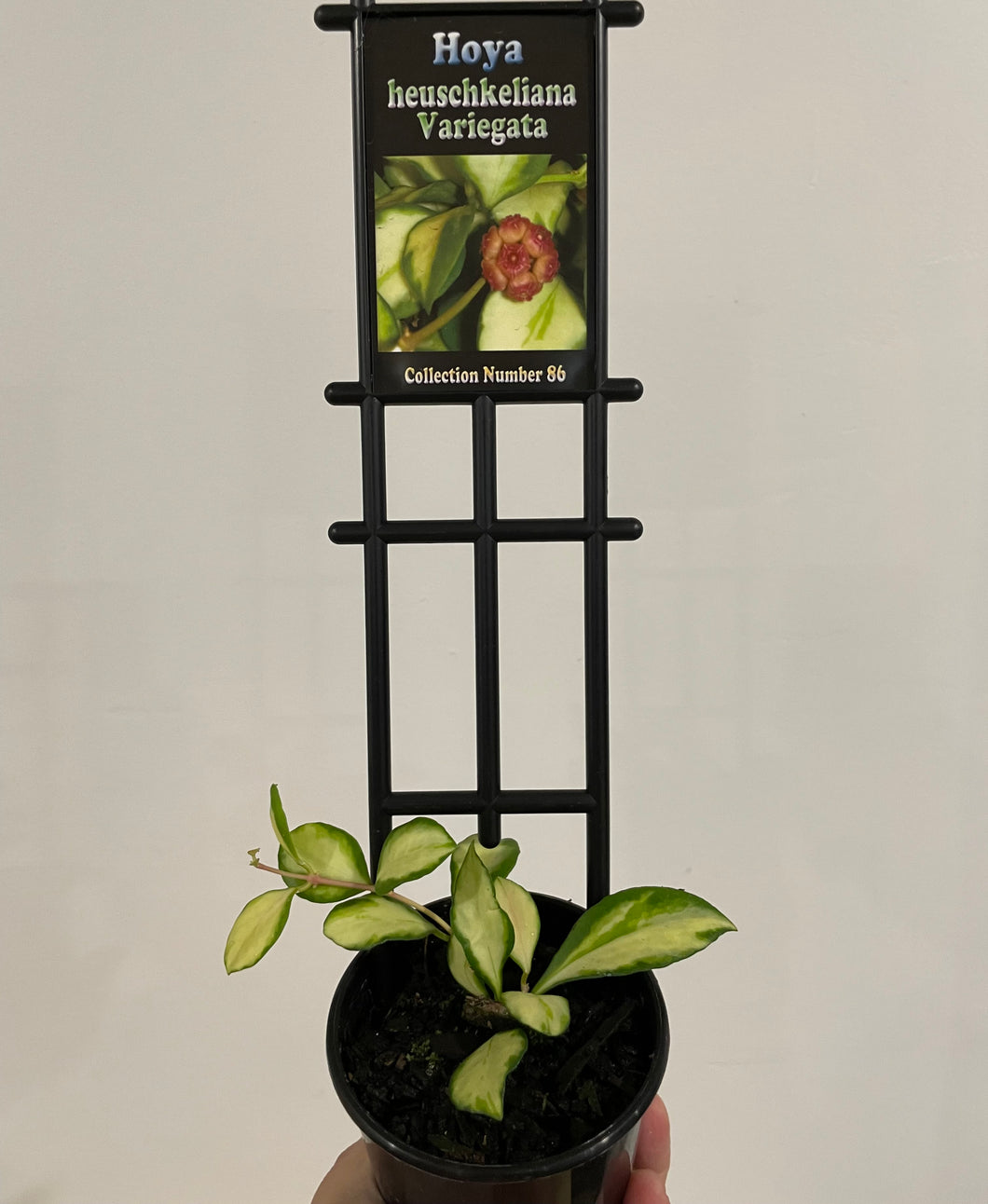 Hoya heuschkeliana variegata in 8cm pot