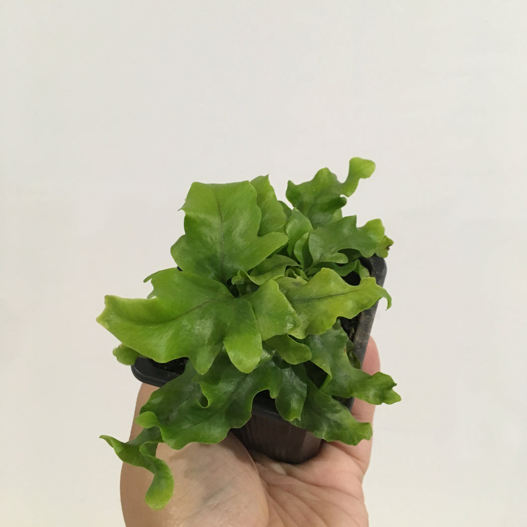 Nicholas Diamond Fern in 7.5cm pot