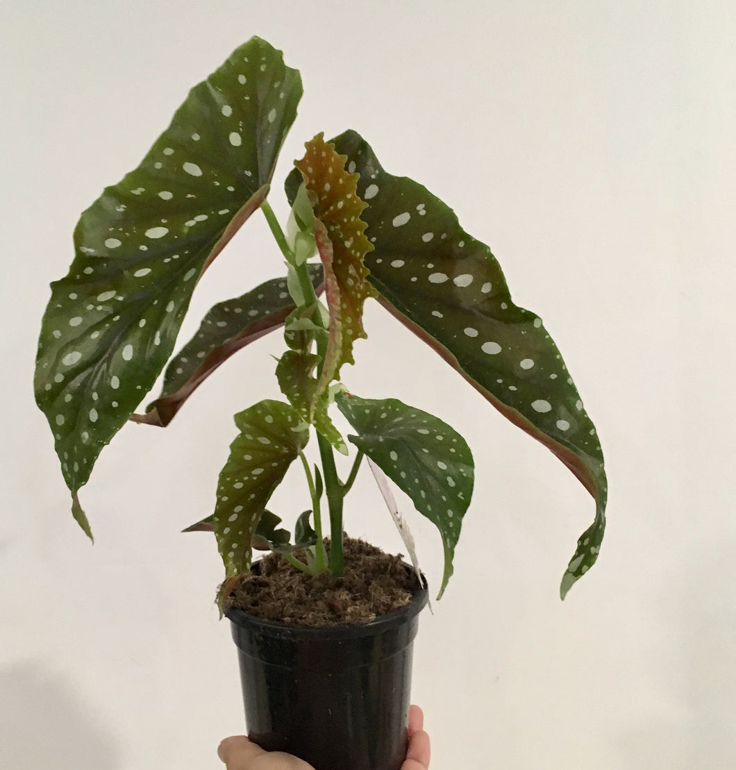 Begonia maculata pink flower in 13cm pot