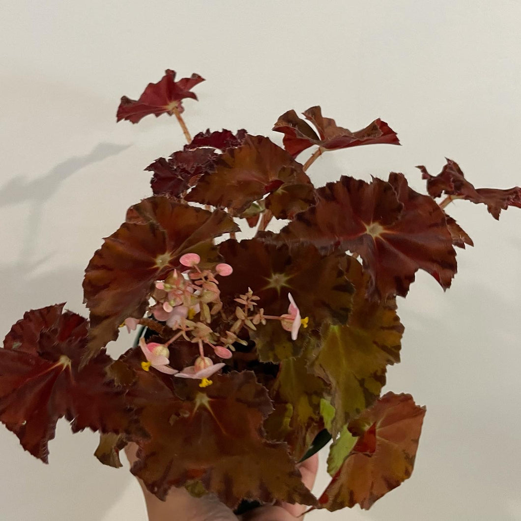 Begonia sunset blaze in 13cm pot