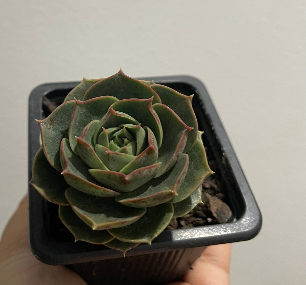 Echeveria longissima in 7.5cm pot