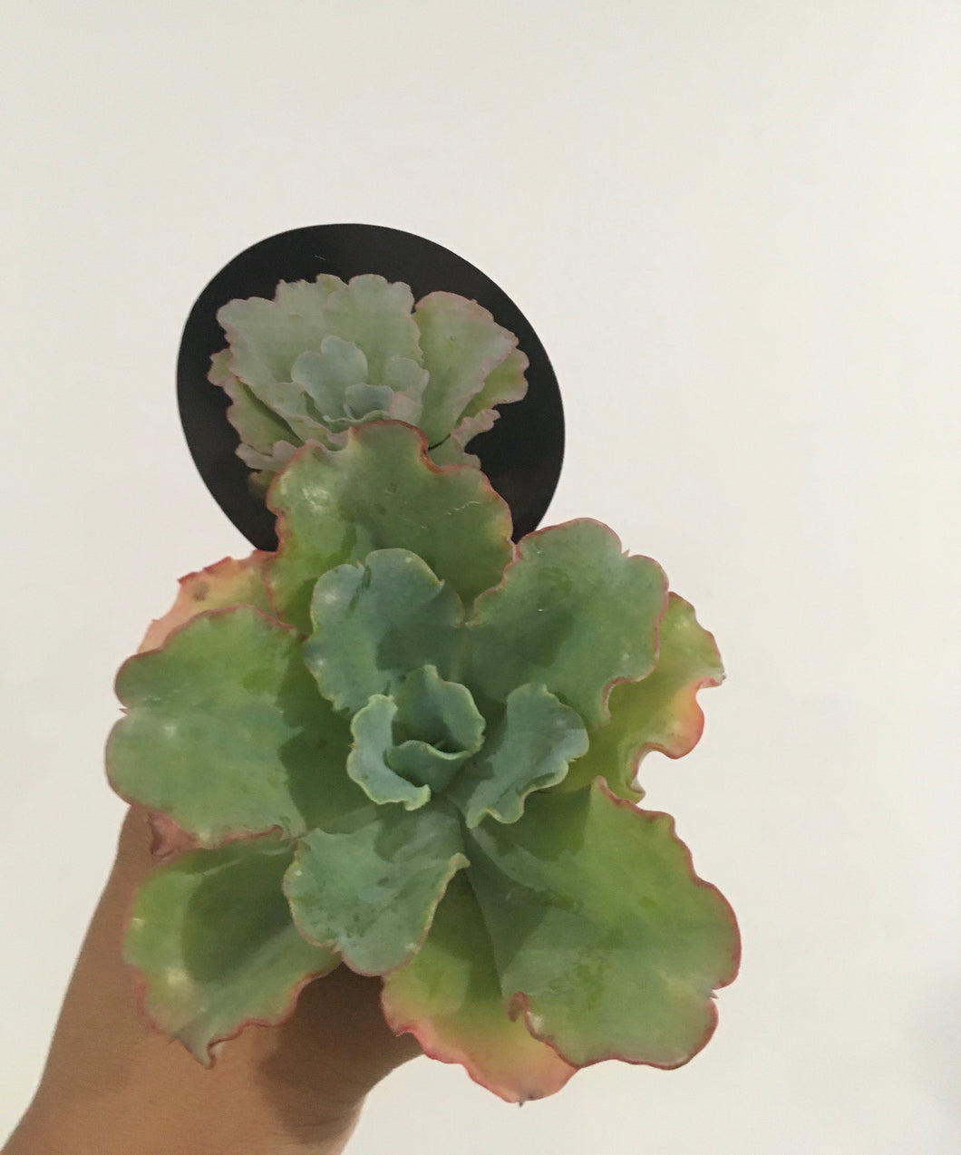 Echeveria Blue Butterfly in 8cm pot