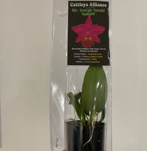 Load image into Gallery viewer, Mini Orchids - Cattleya
