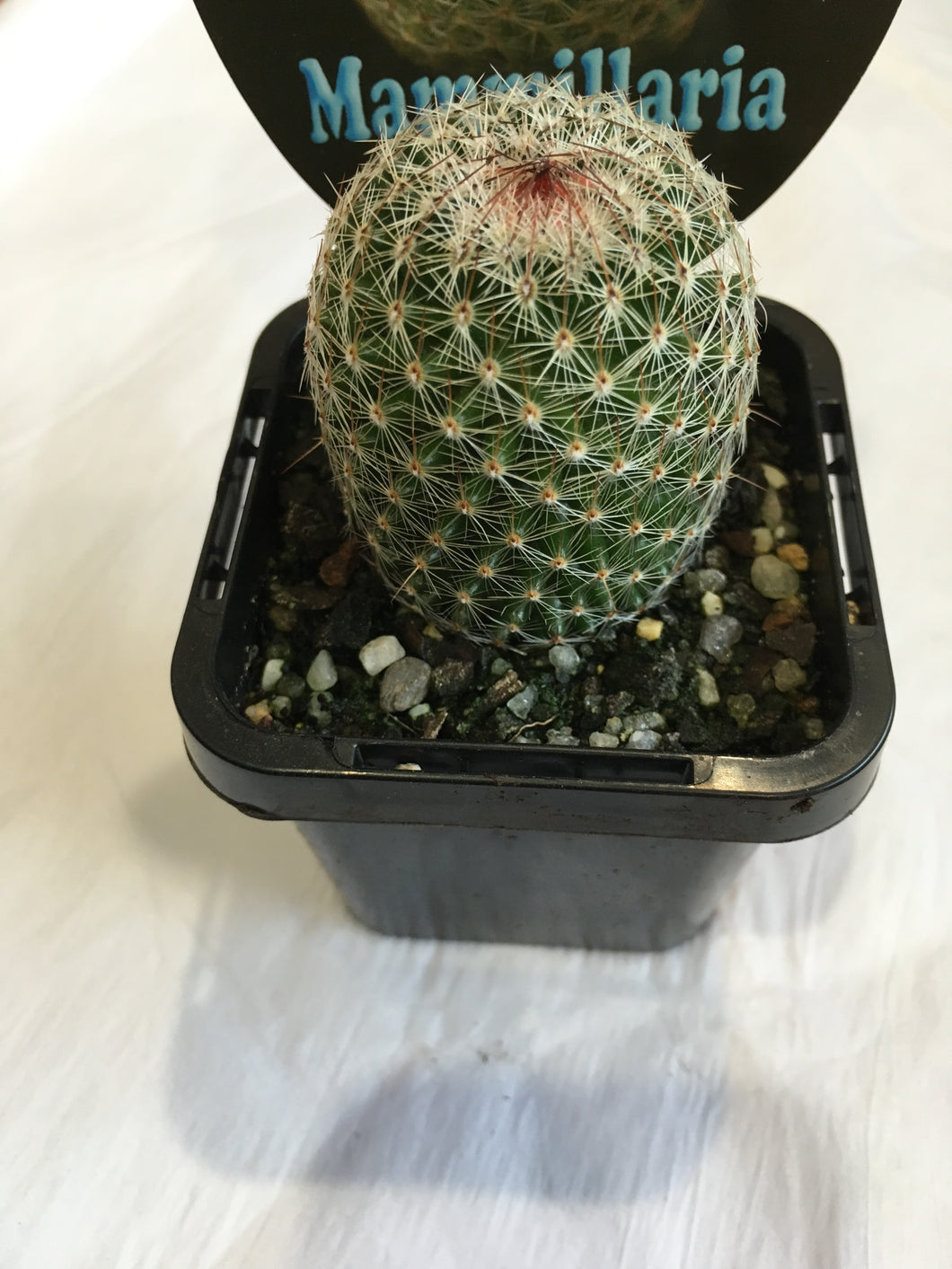 Mammillaria matudae in 7cm pot
