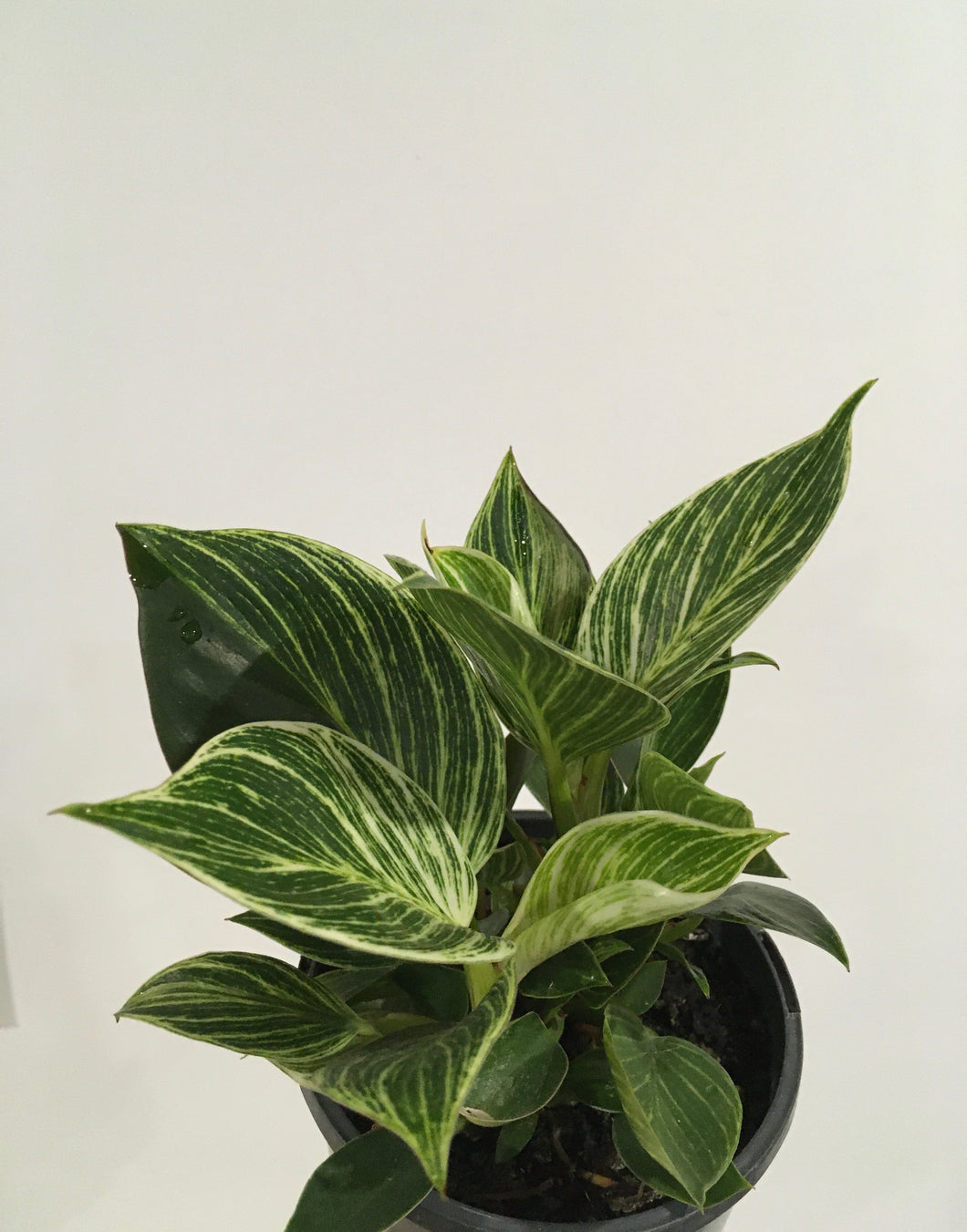 Philodendron Birkin in 14cm pot