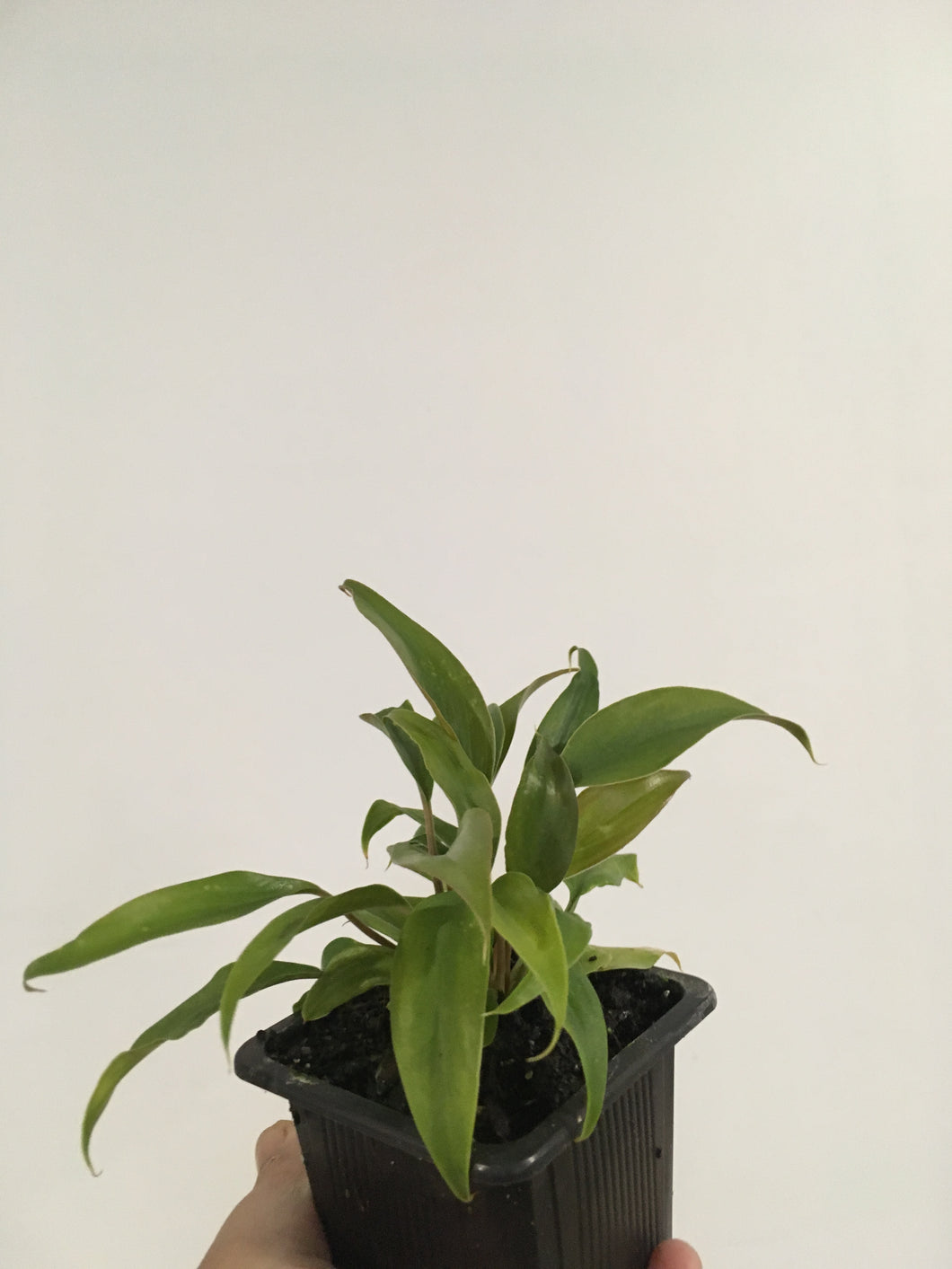 Philodendron Arrowhead in 7.5cm pot