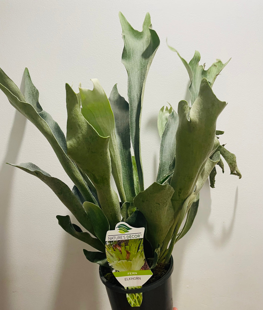 Elk fern in 14cm pot