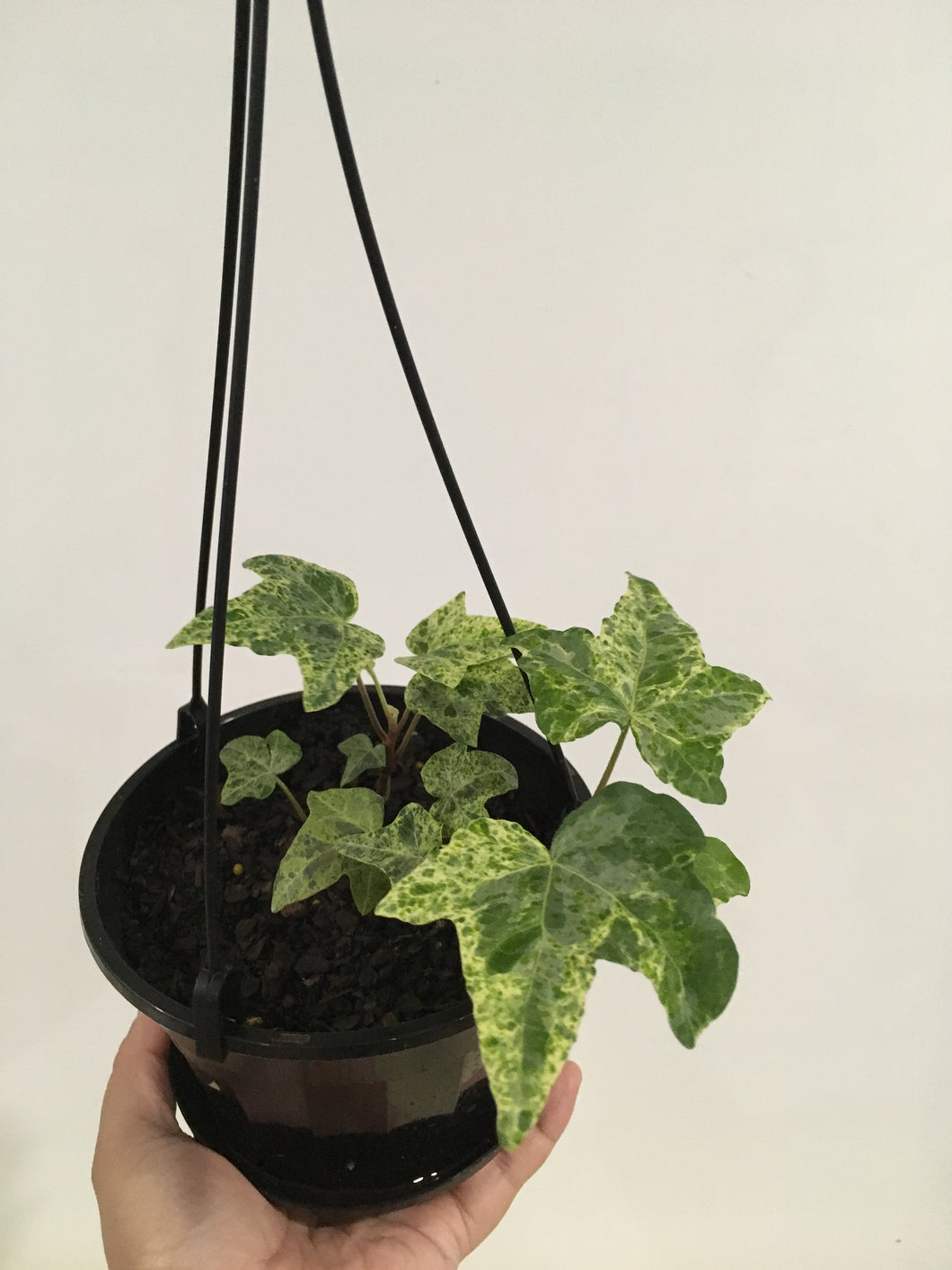 Ivy Gold dust in 15cm hanging pot