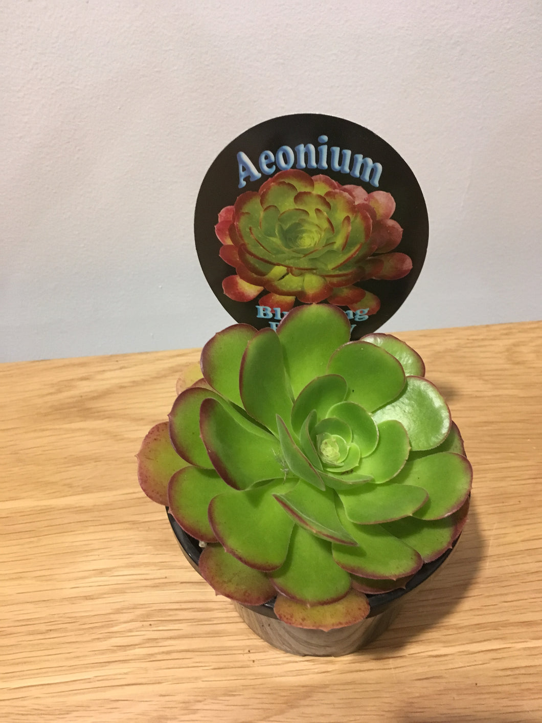 Aeonium Blushing Beauty in 12cm pot