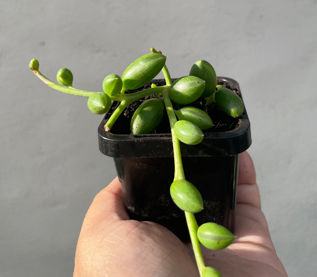 String of watermelon in 7cm pot