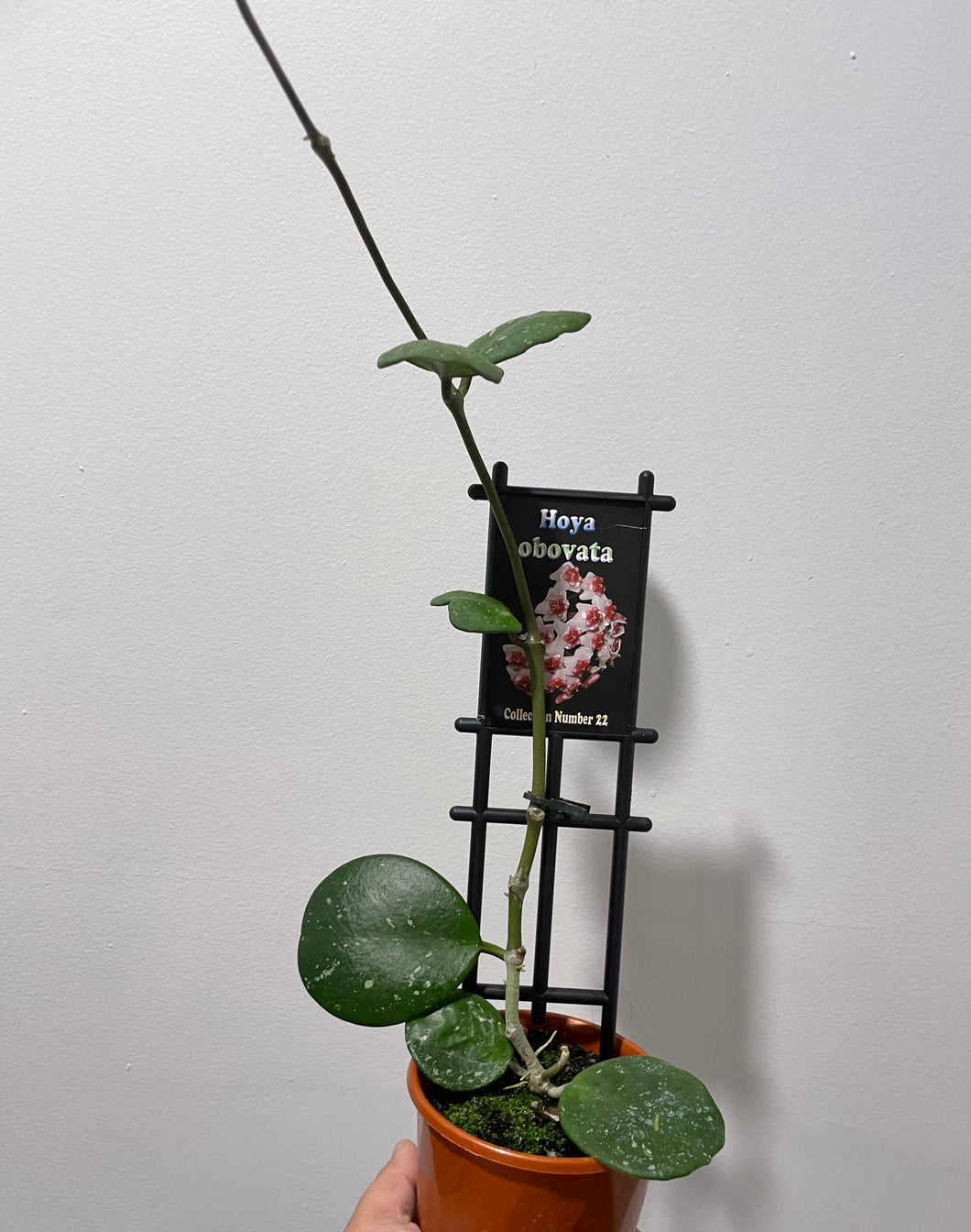 Hoya obovata in 10cm pot