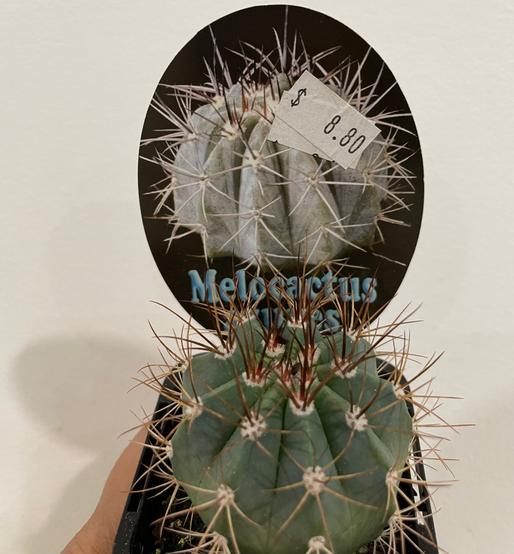 Melocactus azures in 7cm pot