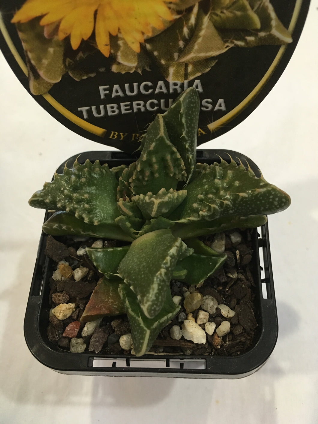 Faucaria Tuberculosa in 7cm pot