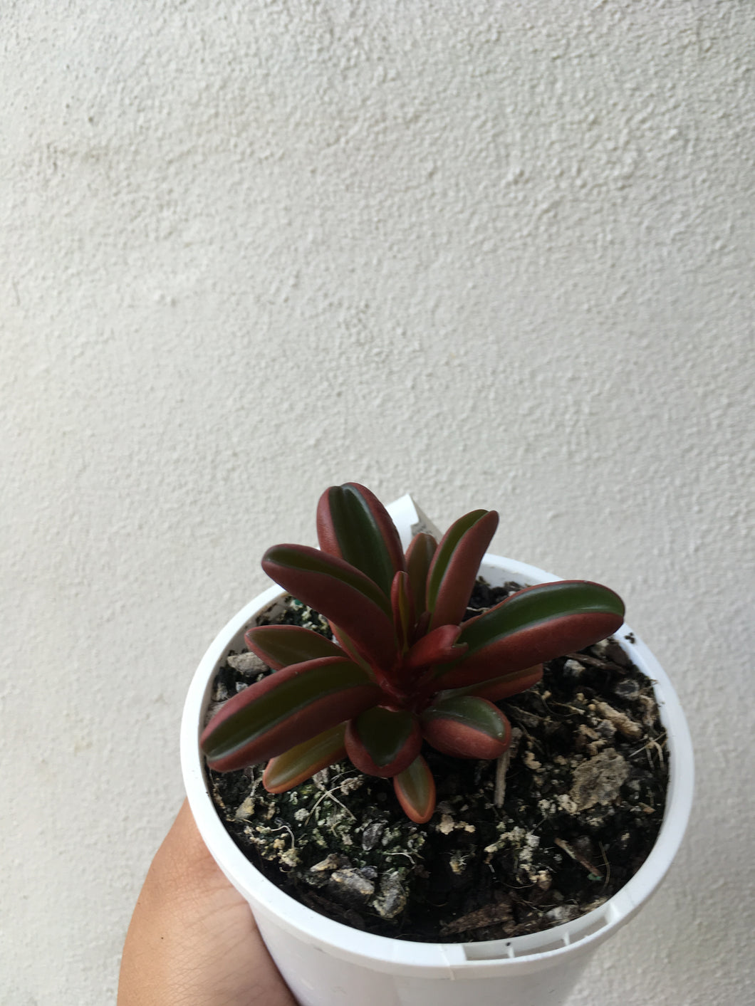 Peperomia graveolens in 10cm pot