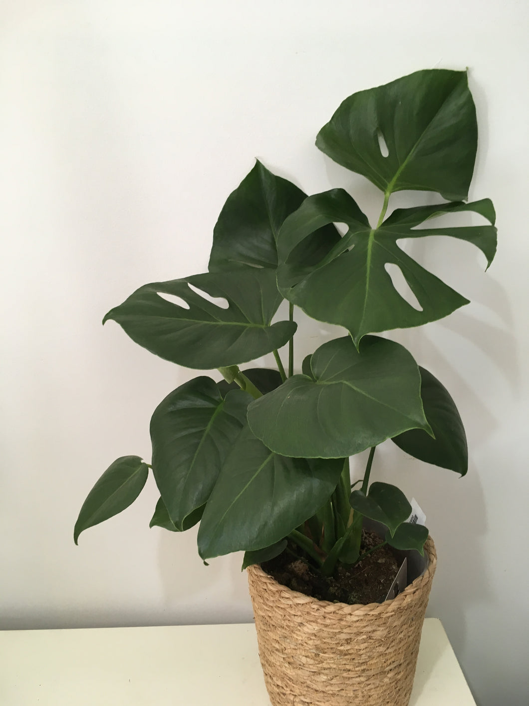 Monstera Deliciosa in 17cm nursery pot