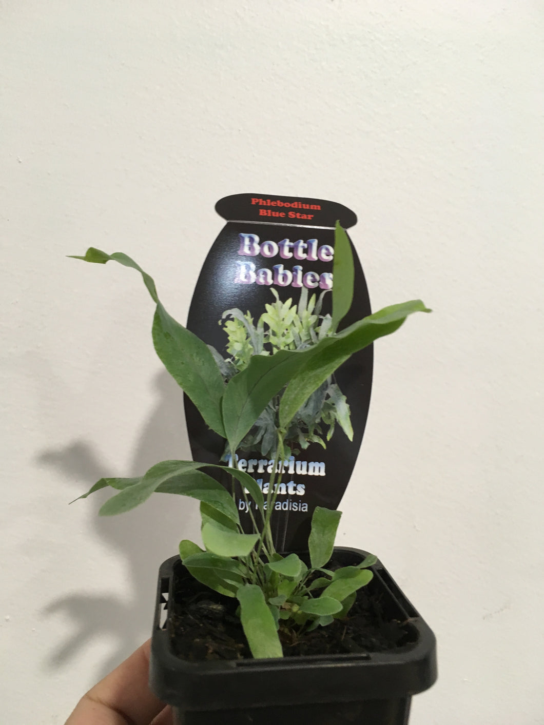 Phlebodium Blue Star in 7cm pot