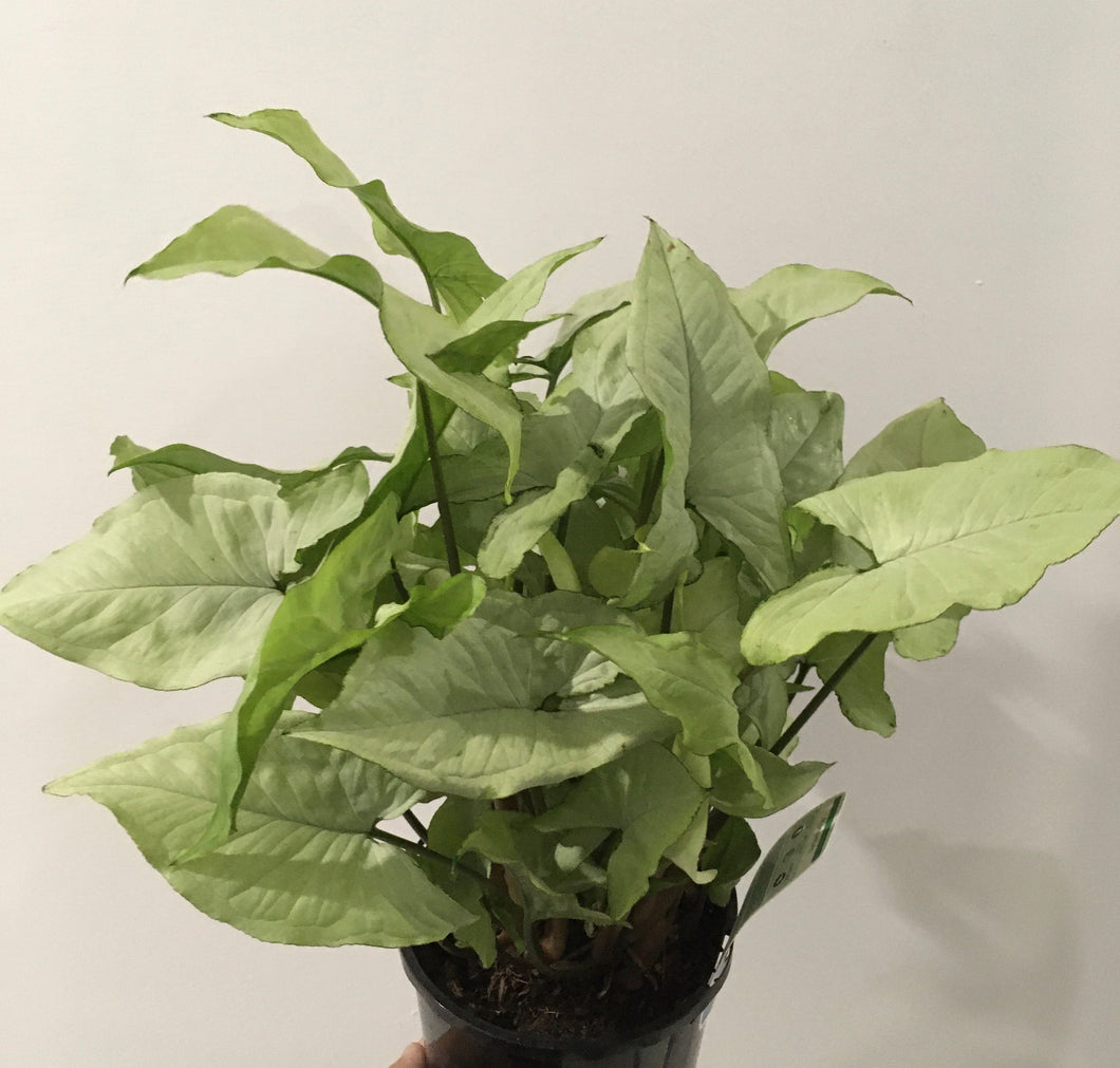 Syngonium in 14cm pot