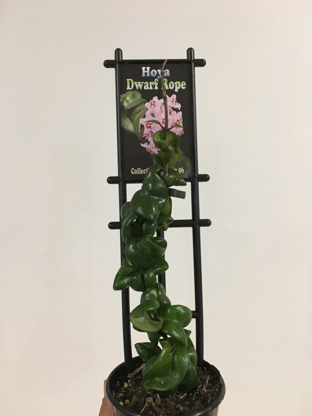 Hoya Dwarf Rope in 8cm pot