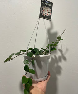 Hoya Mathilde in 13cm pot