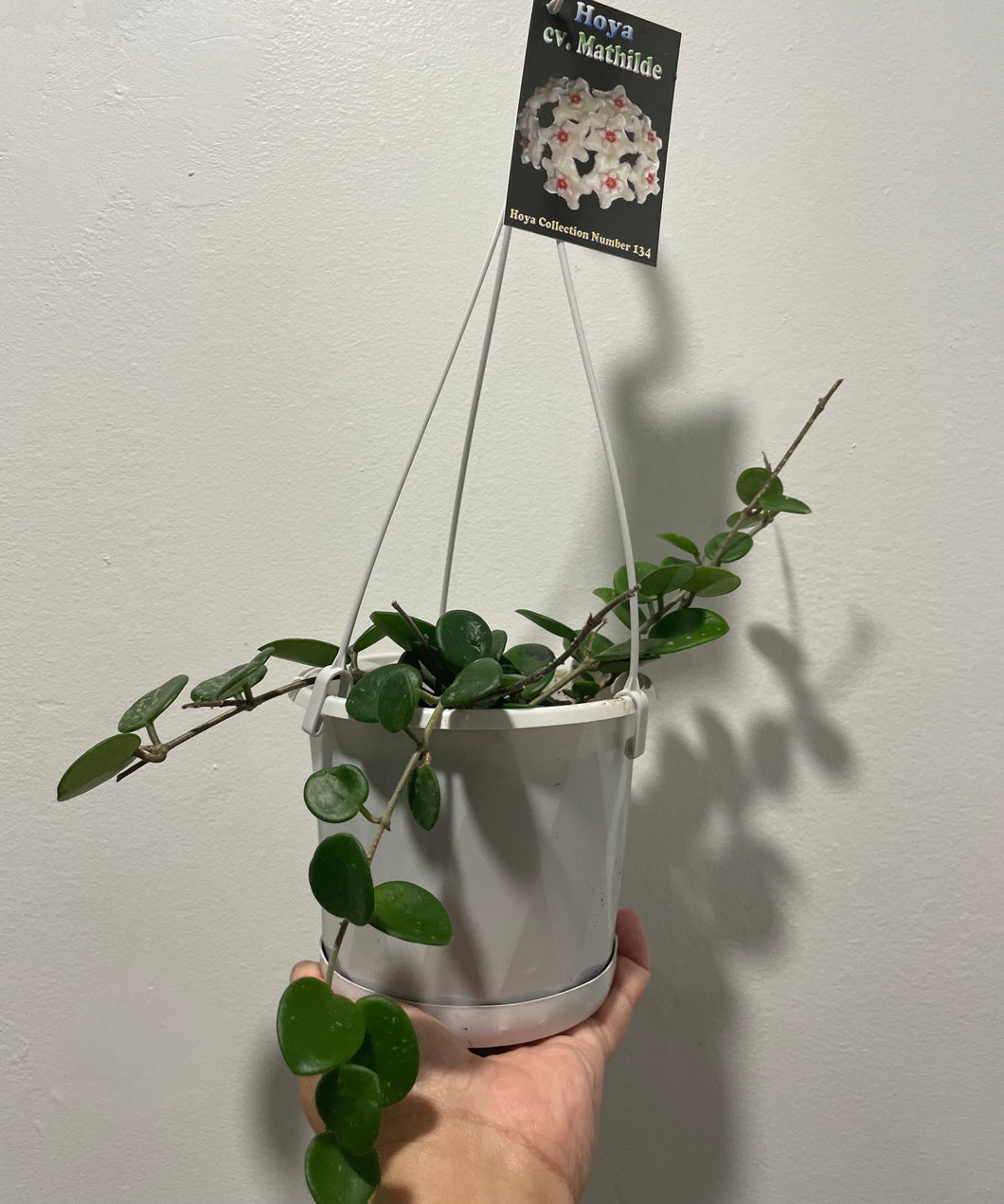Hoya Mathilde in 13cm pot