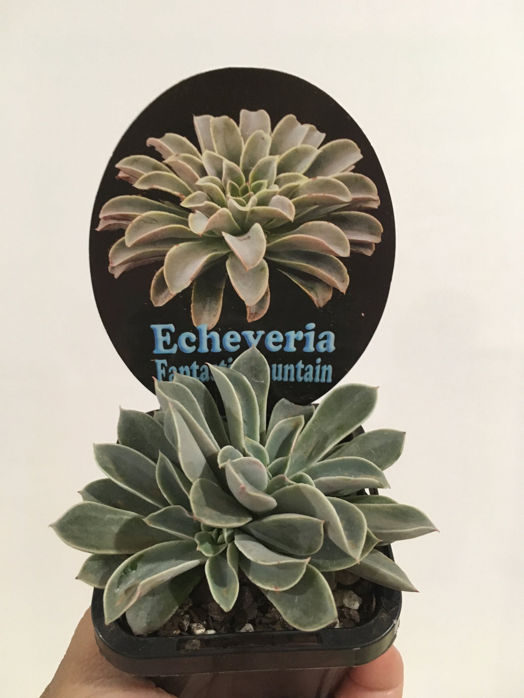 Echeveria Fantastic Fountain in 7cm pot