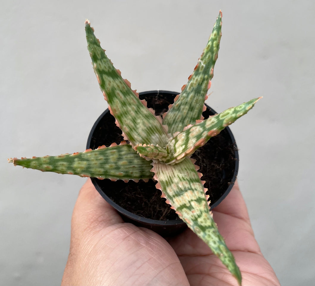 Aloe in 7cm pot