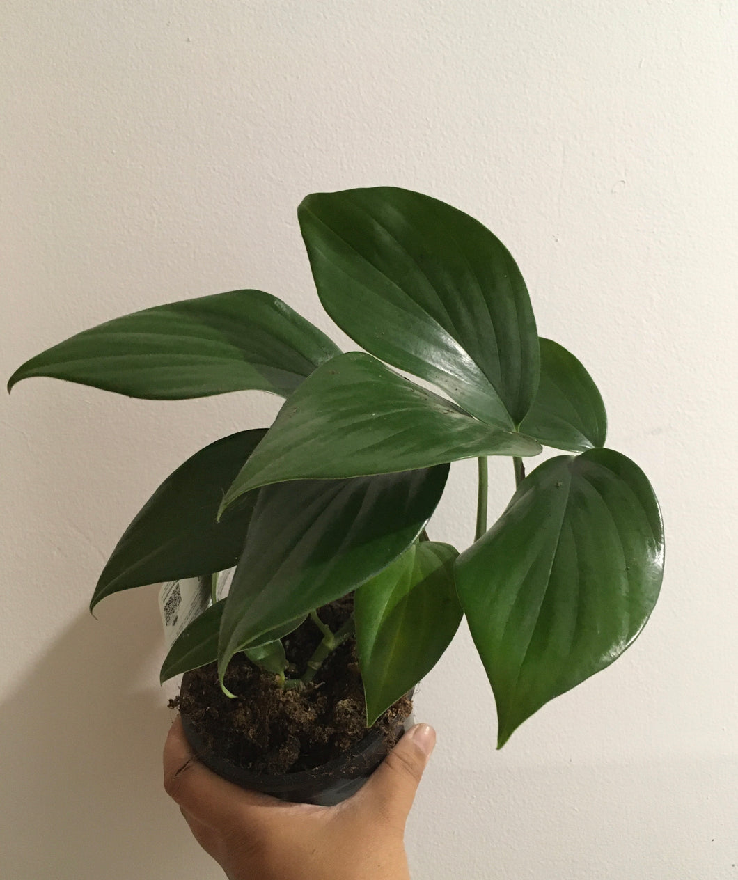 Raphidophora decursiva dragon tail in 13cm pot