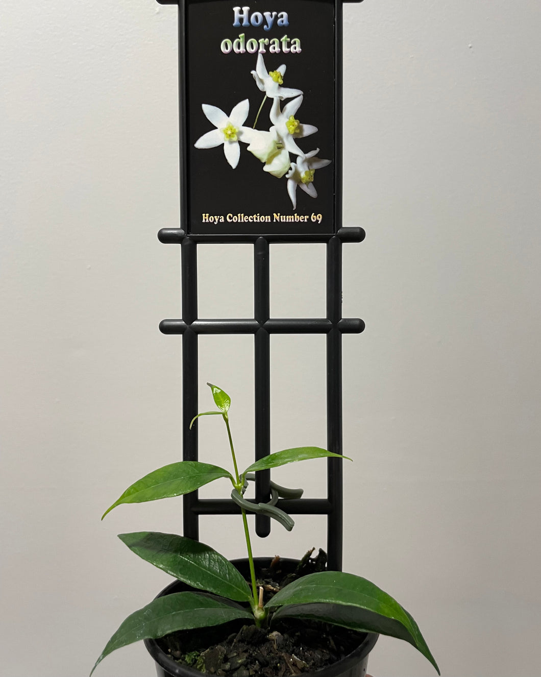 Hoya odorata in 8cm pot