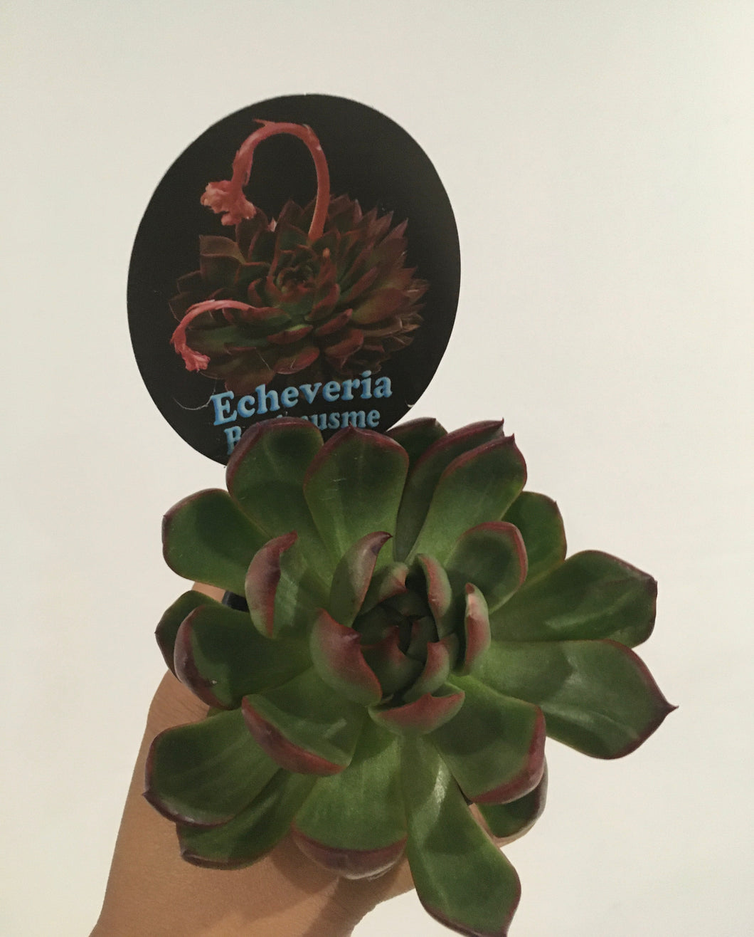 Echeveria benimusme in 8cm pot