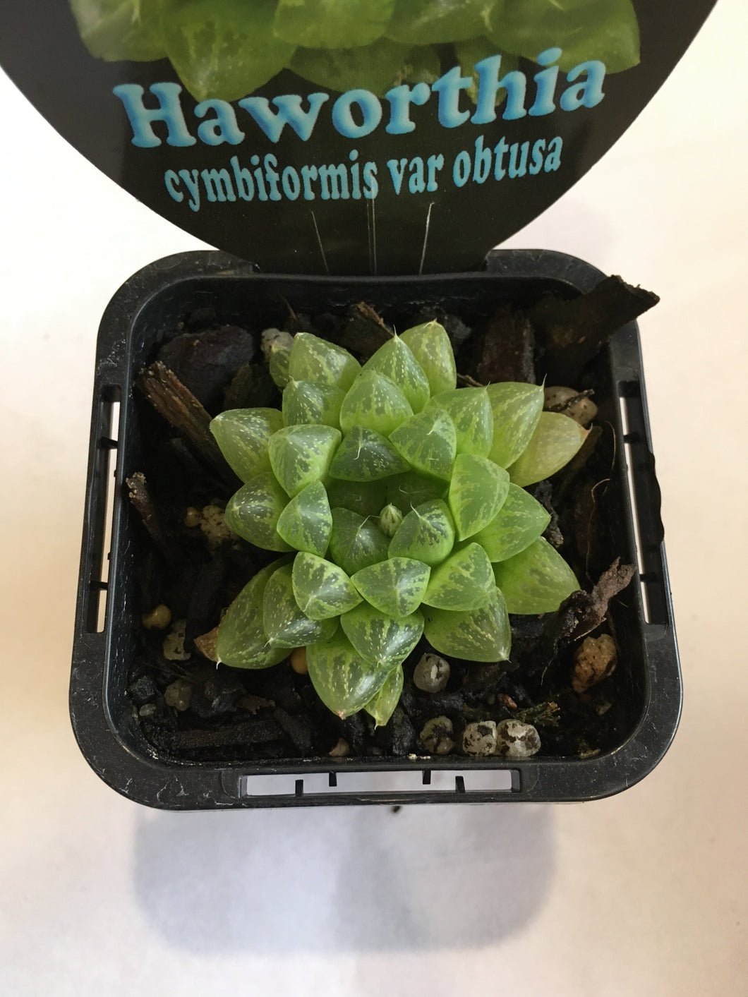 Haworthia cymbiformis var obtusa in 7cm pot
