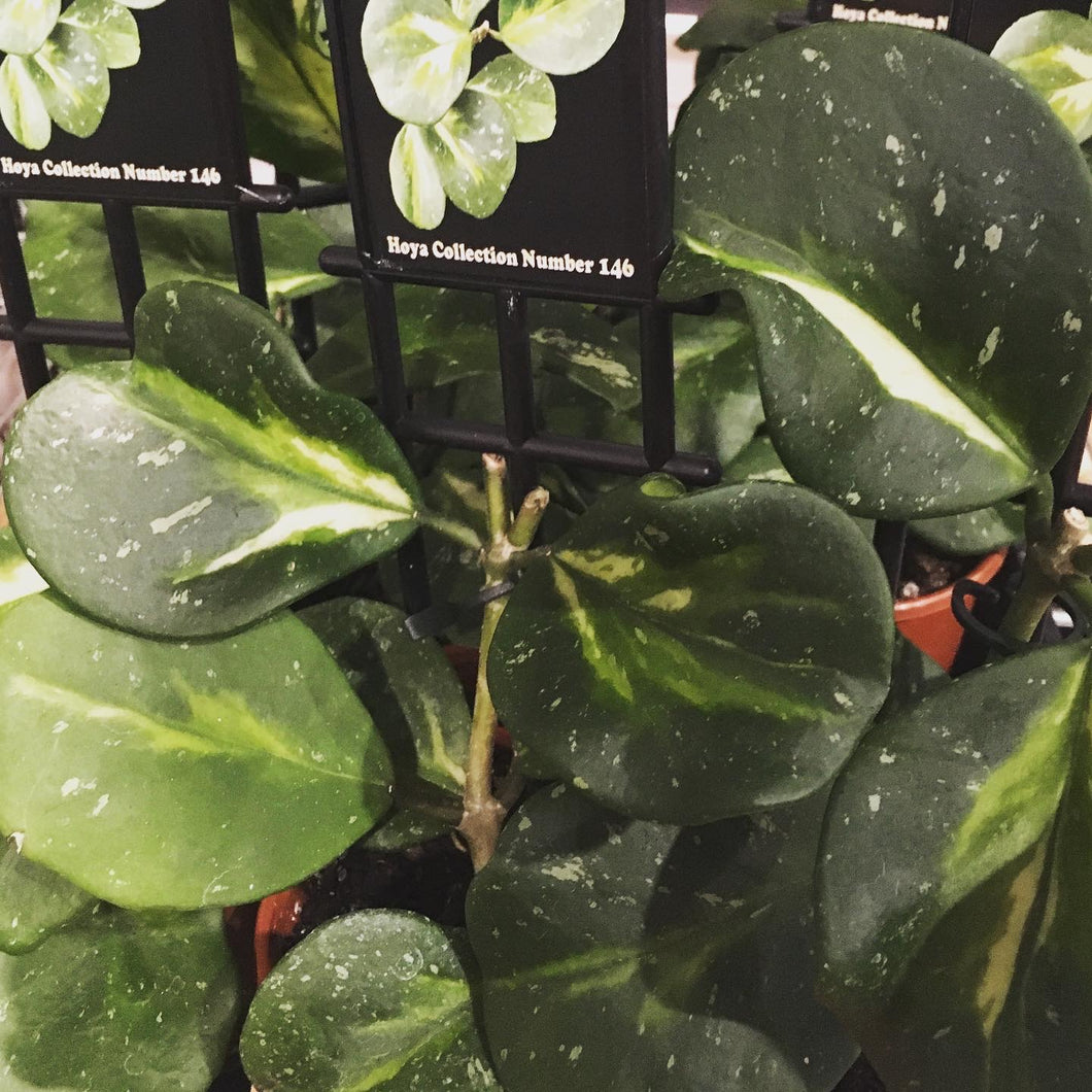 Hoya obovata variegated in 10cm pot
