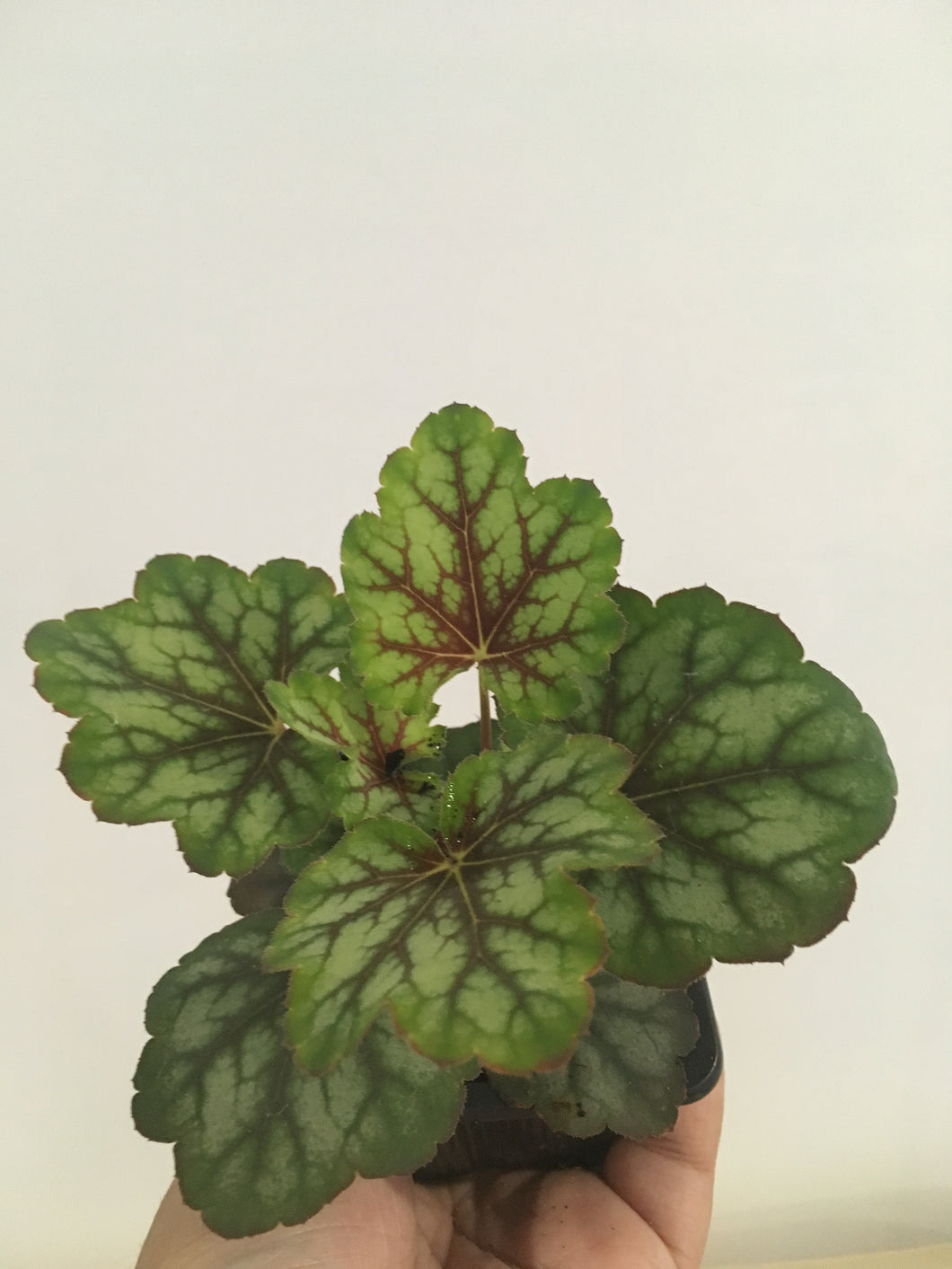Heuchera Marvellous Marble in 7.5cm pot