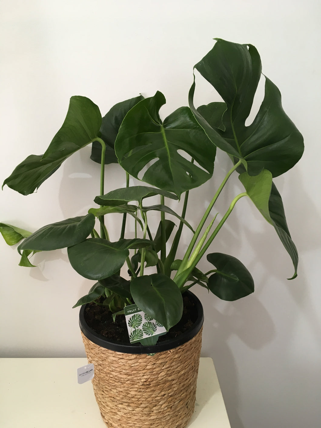 Monstera Deliciosa in 25cm nursery pot