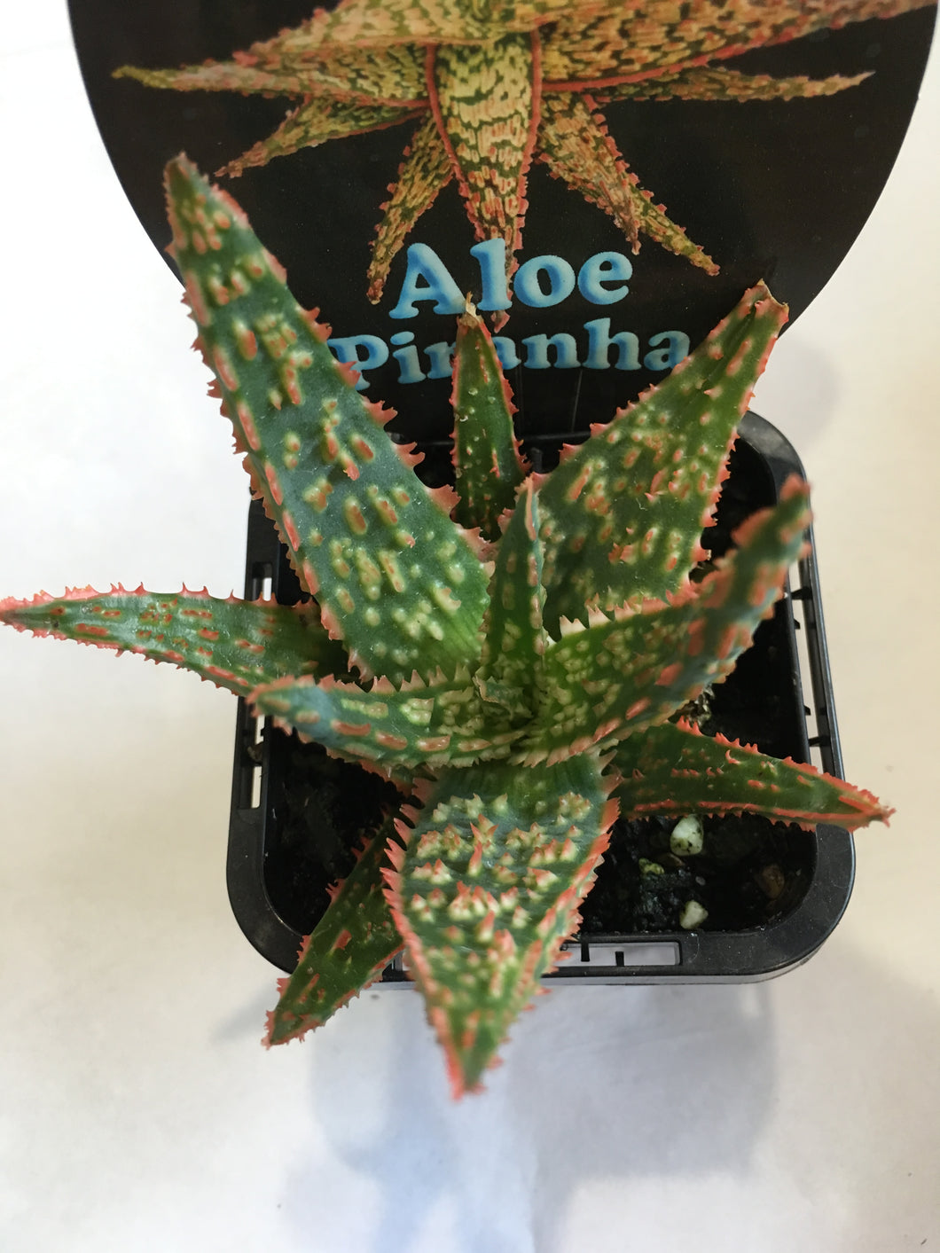 Aloe Piranha in 7cm pot