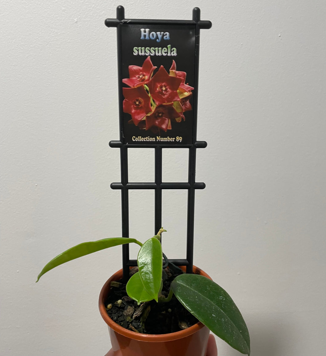Hoya sussuela in 10cm pot