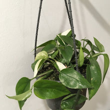Load image into Gallery viewer, Pothos or Devil’s Ivy in 15cm pot
