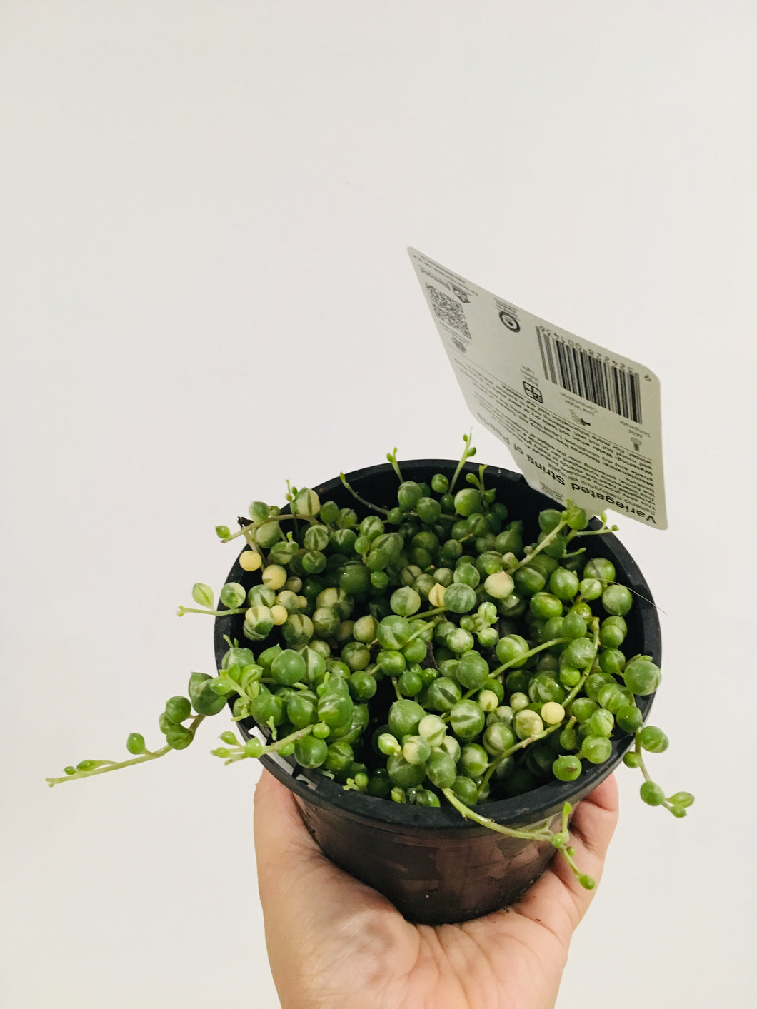 Variegated String of Pearls in 13cm pot